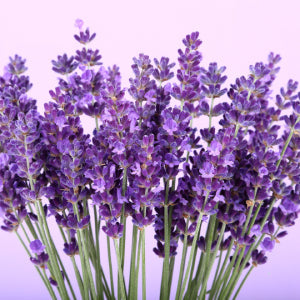 La lavanda in cucina